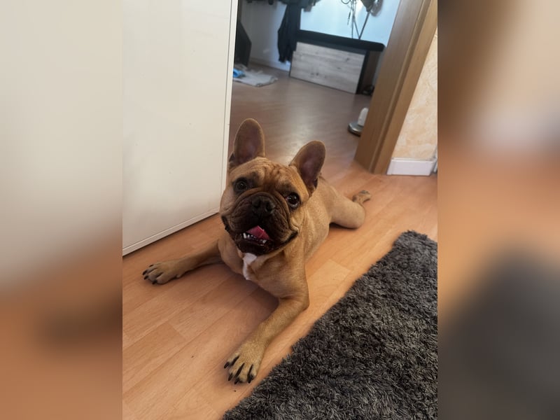 Verkauf Französische Bulldogge