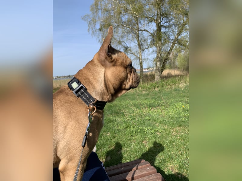 Verkauf Französische Bulldogge