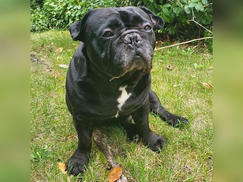 Verschmuste französische Bulldogge (7,5 Jahre alt) sucht neues Zuhause