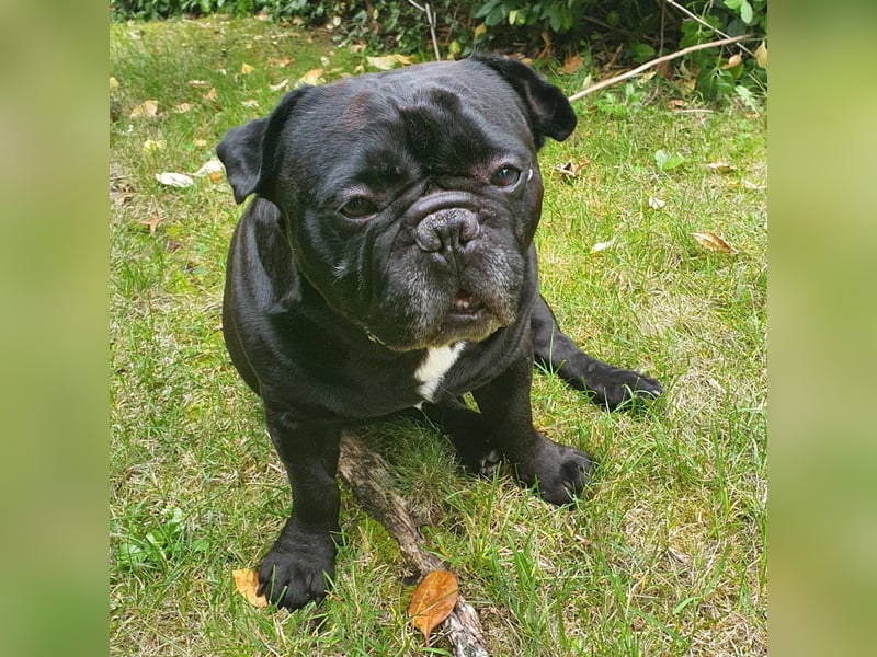Verschmuste französische Bulldogge (7,5 Jahre alt) sucht neues Zuhause