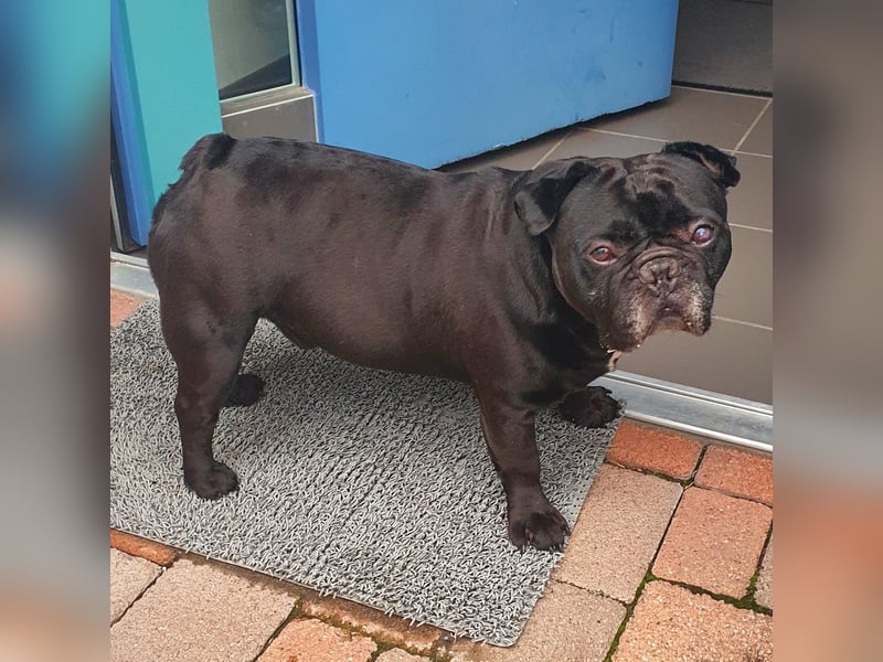 Verschmuste französische Bulldogge (7,5 Jahre alt) sucht neues Zuhause