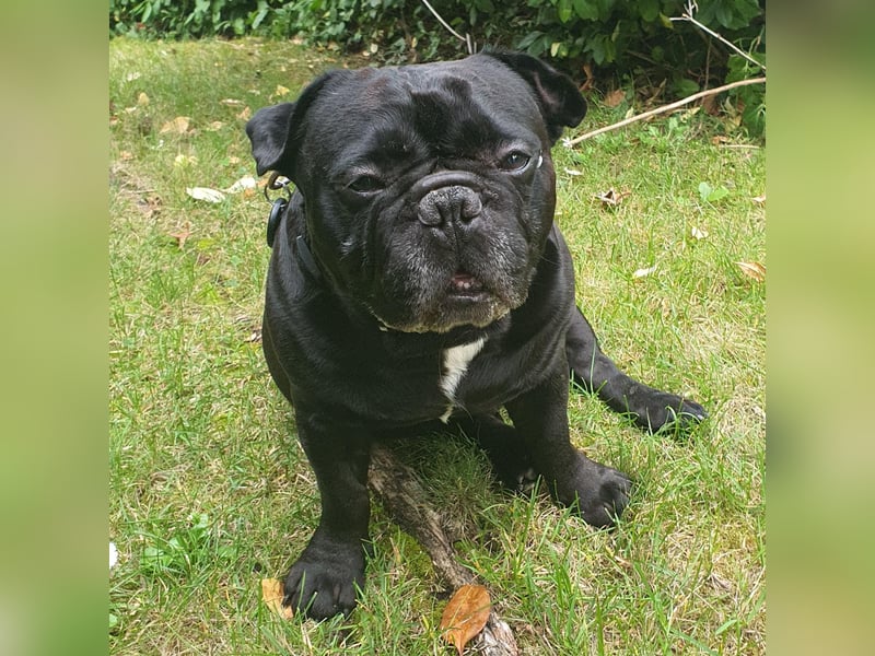 Verschmuste französische Bulldogge (7,5 Jahre alt) sucht neues Zuhause