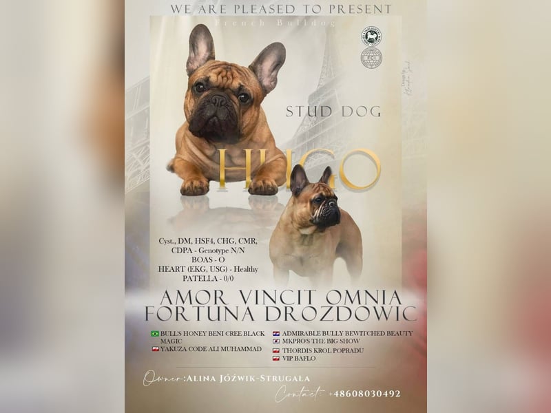 Buldog Francuski
