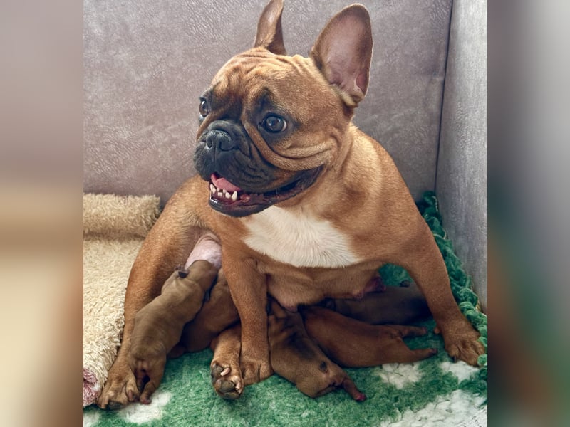 Buldog Francuski