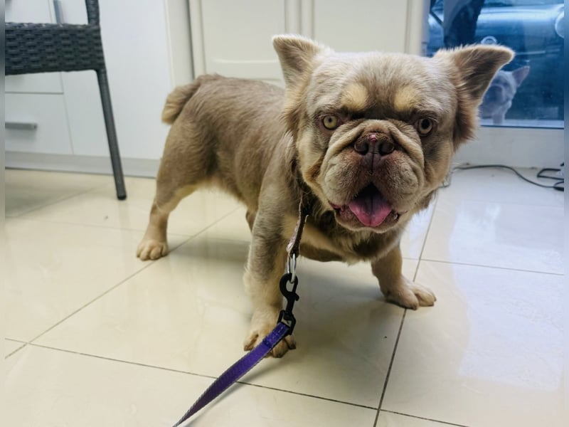 Französische Bulldogge Donny