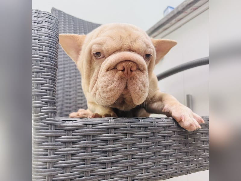 Lenny eine französische Bulldogge