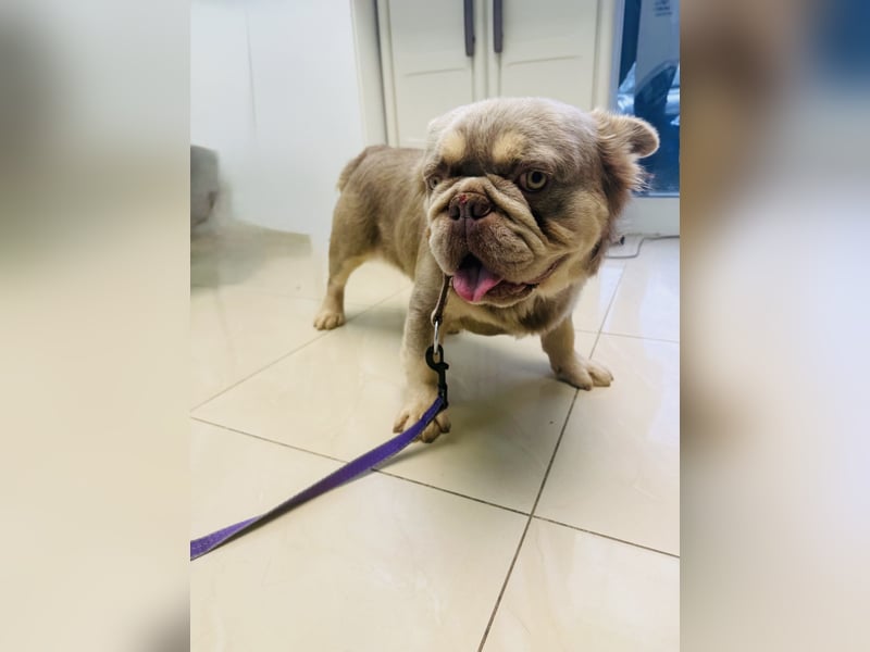 Französische Bulldogge Donny