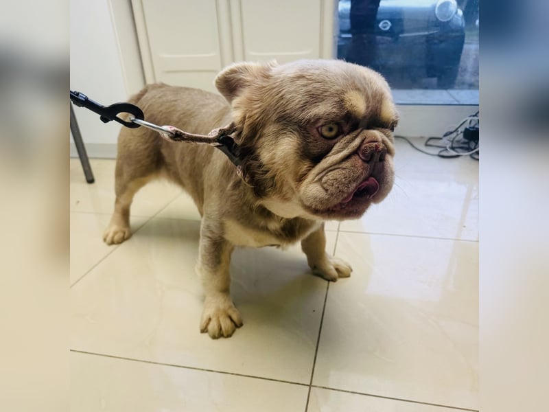 Französische Bulldogge Donny