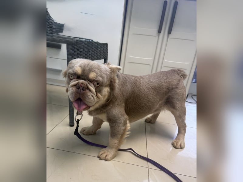 Französische Bulldogge Donny