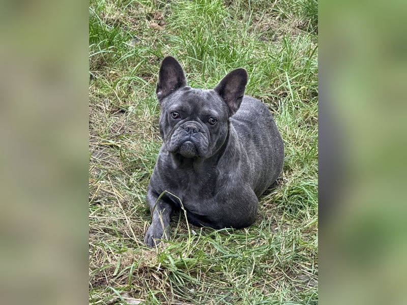 Französische Bulldoggen Hündin