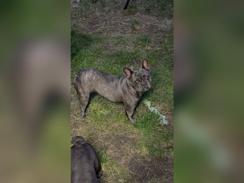 Französische Bulldoggen Hündin