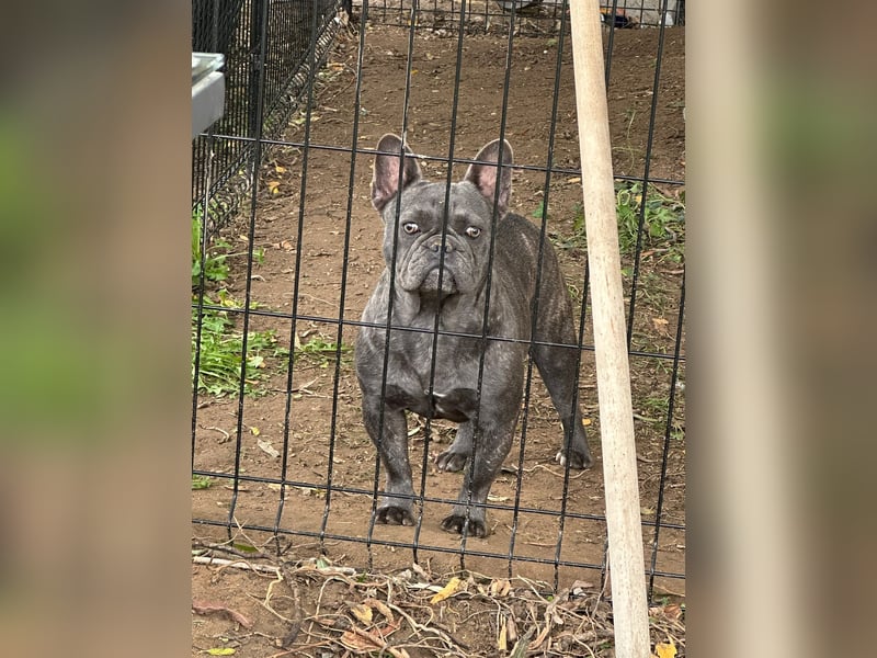 Französische Bulldoggen Hündin