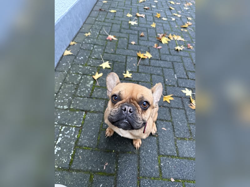 Französische Bulldogge 2,5 Jahre Hündin