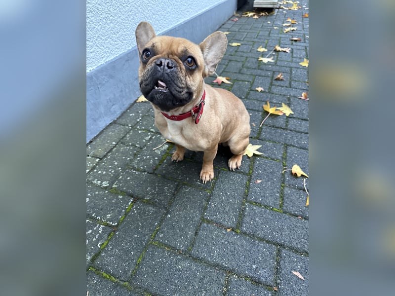 Französische Bulldogge 2,5 Jahre Hündin