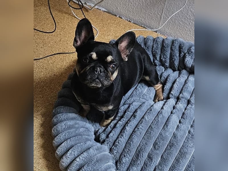 Französisch Bulldogge in Mini