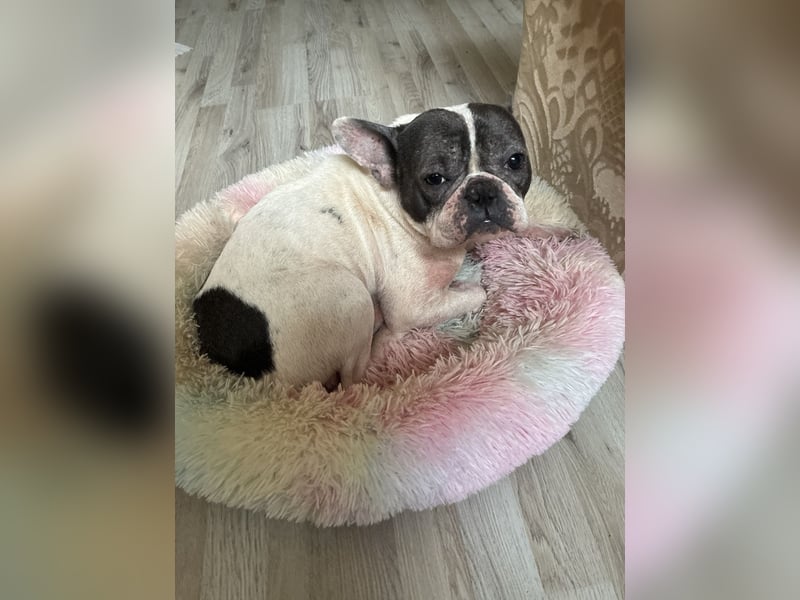 Französische Bulldogge sucht ein neues liebevolles Zuhause