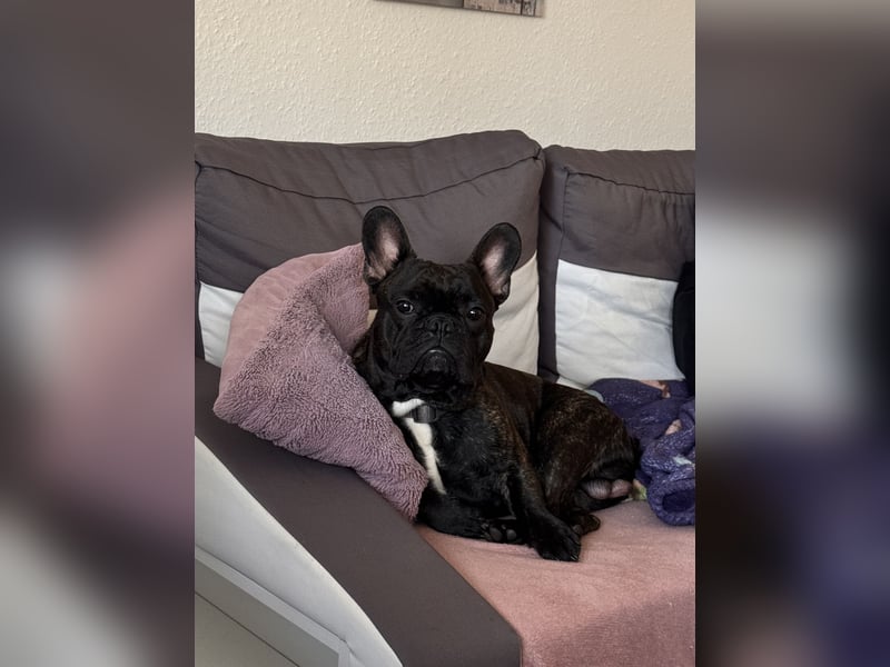 Reinrassige französische Bulldogge