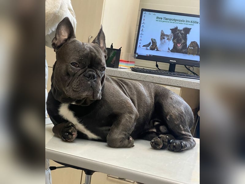 Französische Bulldogge Französische Bulldogge
