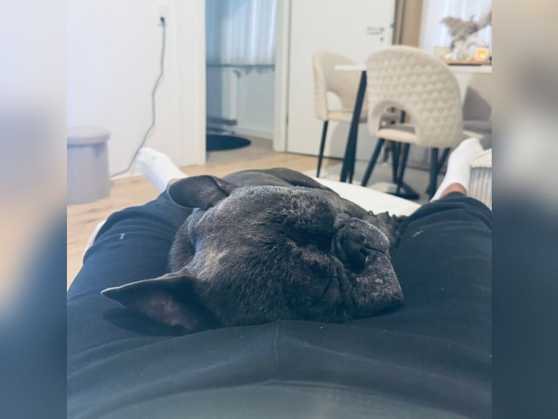 Französische Bulldogge Französische Bulldogge