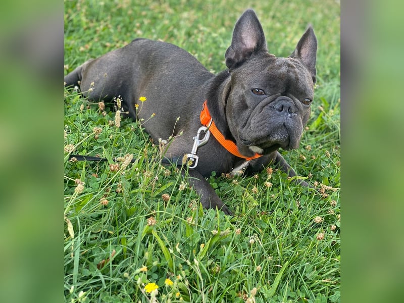 Französische Bulldogge Französische Bulldogge