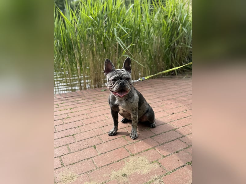 Französische Bulldogge Hündin, 2 Jahre – Blue Merle – nur in liebevolle Hände (keine Zucht)