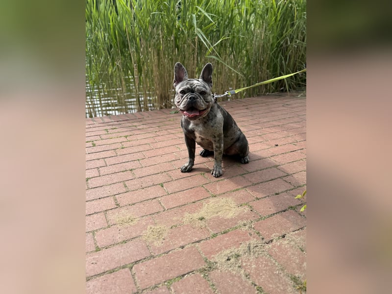 Französische Bulldogge Hündin, 2 Jahre – Blue Merle – nur in liebevolle Hände (keine Zucht)