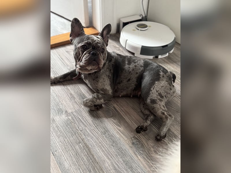 Französische Bulldogge Hündin, 2 Jahre – Blue Merle – nur in liebevolle Hände (keine Zucht)