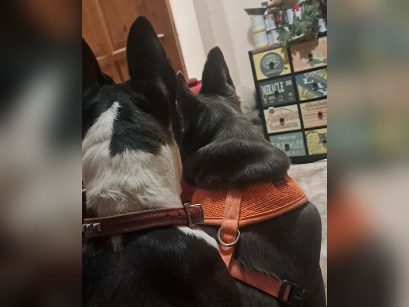 Gonzo&Apollo VA, die Unzertrennlichen