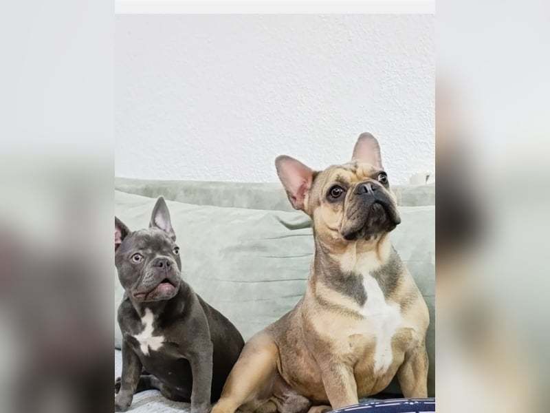 Französischer Bulldogge