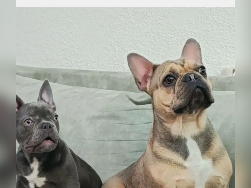 Französischer Bulldogge