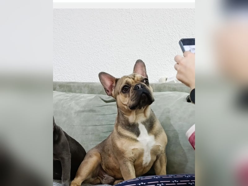 Französischer Bulldogge