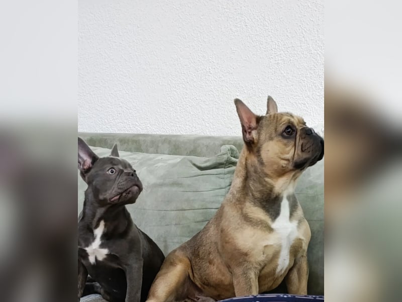 Französischer Bulldogge