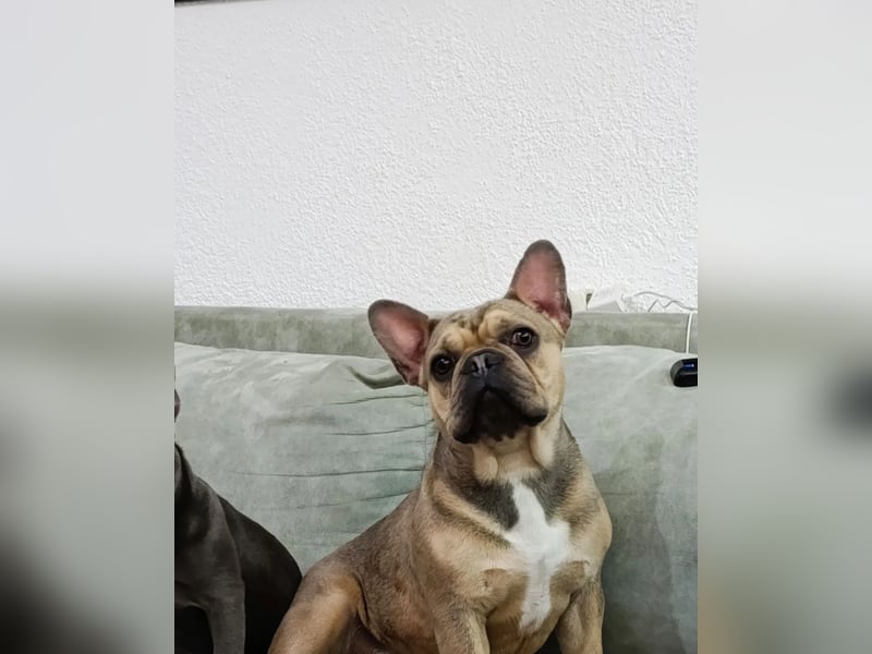 Französischer Bulldogge