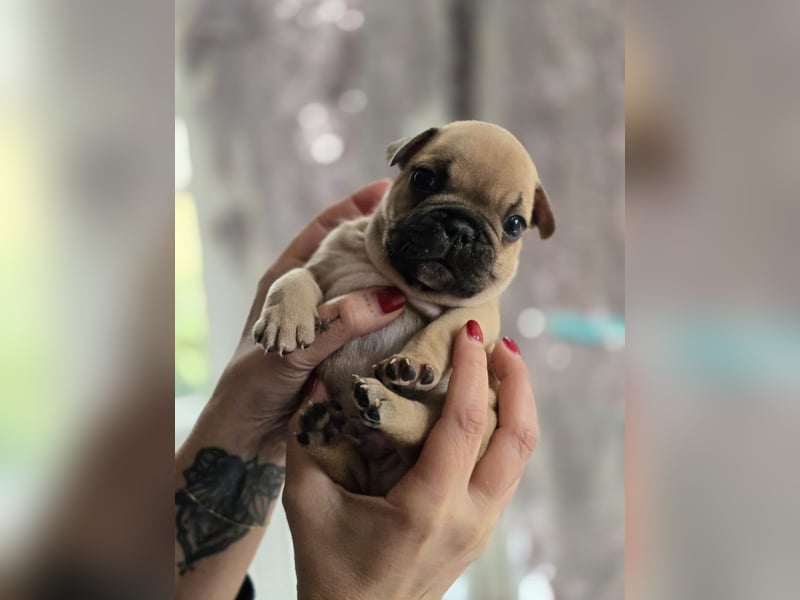 Französische Bulldogge Welpen