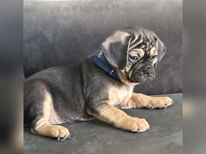 ABGABEBEREIT Frops Französische Bulldogge x Retro Mops