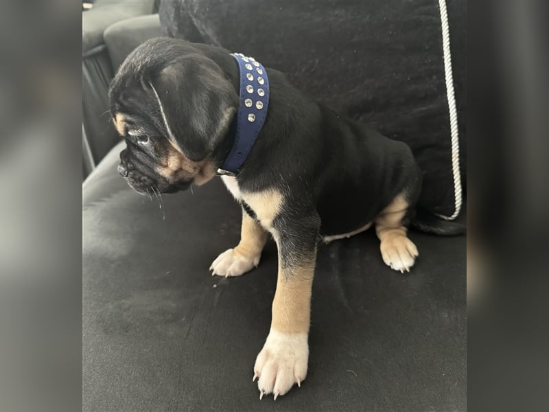 ABGABEBEREIT Frops Französische Bulldogge x Retro Mops