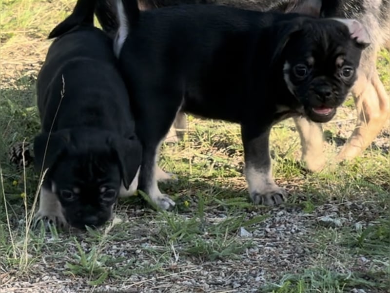 ABGABEBEREIT Frops Französische Bulldogge x Retro Mops