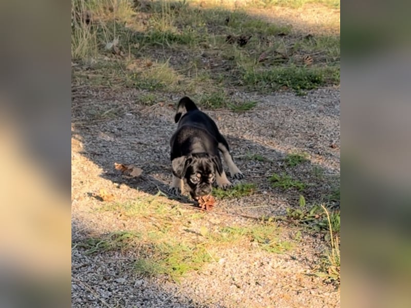 ABGABEBEREIT Frops Französische Bulldogge x Retro Mops