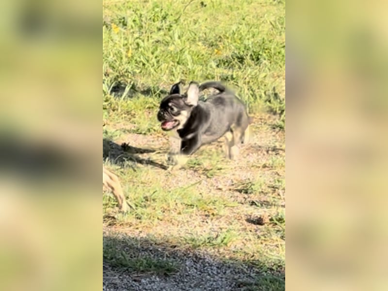 ABGABEBEREIT Frops Französische Bulldogge x Retro Mops