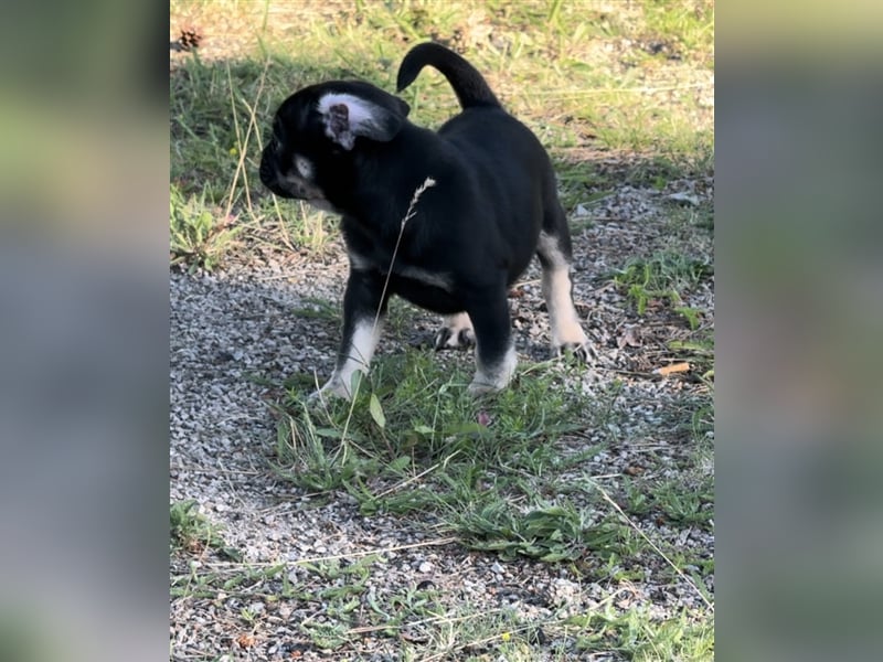 ABGABEBEREIT Frops Französische Bulldogge x Retro Mops