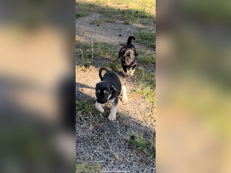 ABGABEBEREIT Frops Französische Bulldogge x Retro Mops