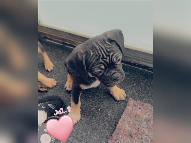 ABGABEBEREIT Frops Französische Bulldogge x Retro Mops