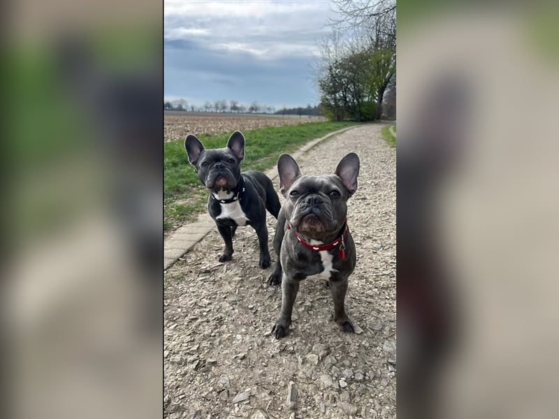 Französische Bulldoggen Welpen