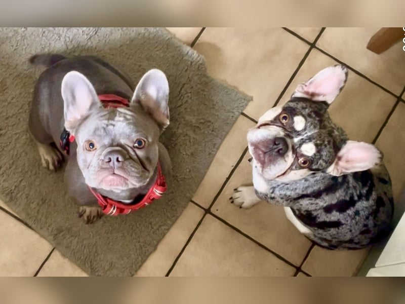 Süsse freischnaufende Frenchies (französische Bulldoggen) kommen bald