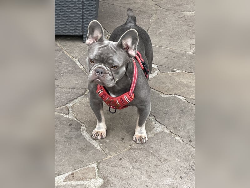 Süsse freischnaufende Frenchies (französische Bulldoggen) kommen bald