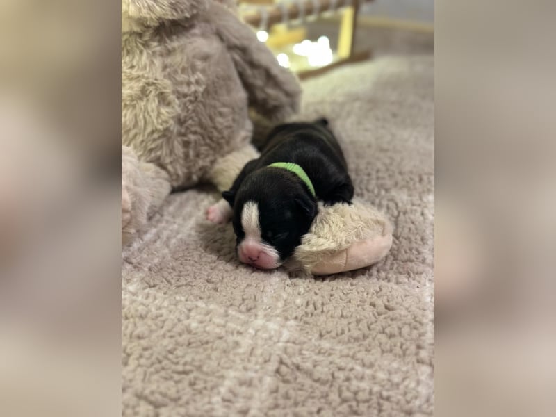 Französische bulldogge mit Schwanz Welpen