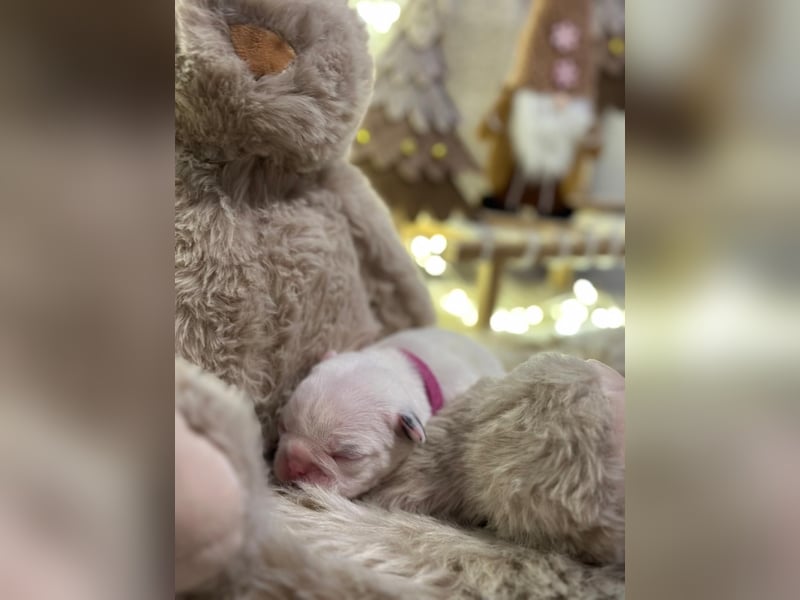 Französische bulldogge mit Schwanz Welpen
