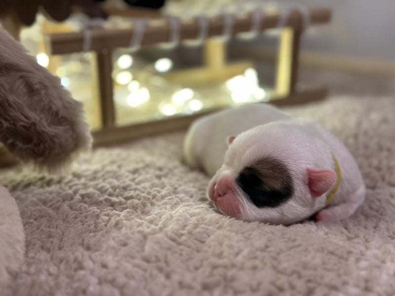 Französische bulldogge mit Schwanz Welpen