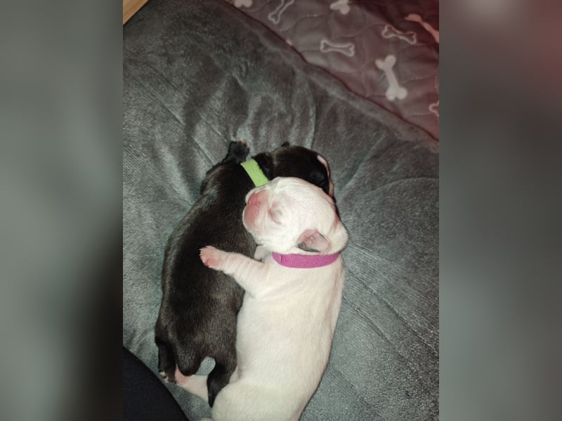 Französische bulldogge mit Schwanz Welpen