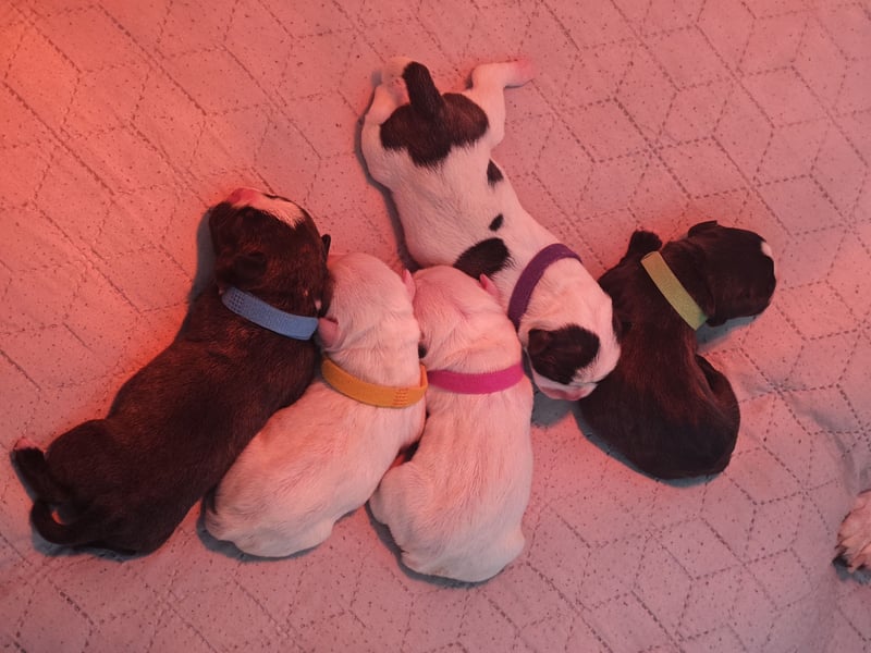 Französische bulldogge mit Schwanz Welpen
